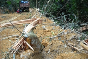 Thanh Hóa: Tái diễn khai thác vàng trái phép