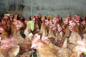 Cấm buôn bán gia cầm qua biên giới là cần thiết