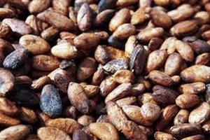 Cacao có xu hướng giảm giá do nguồn cung dồi dào