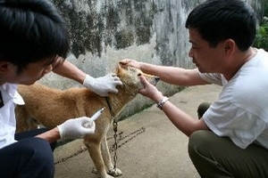 FAO sẽ hỗ trợ Yên Bái trong phòng chống bệnh dại