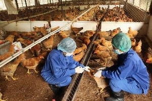 Hà Nội bổ sung 16 tỷ đồng phòng dịch bệnh gia cầm