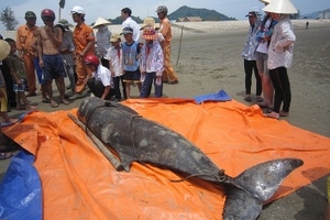 Cá voi mắc cạn, trôi dạt vào bờ biển Thạch Bằng