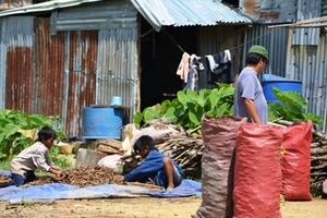 Thương lái thu mua cây “lạ” ở vùng sâu