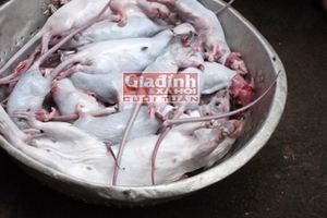 Kinh hoàng "chuột bao tử” phục vụ “quý ông” tăng cường sinh lý