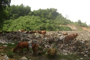 Lạ đời chuyện cho bò ăn...rác