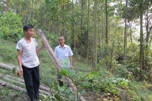 Hòa Bình: Đối tượng phá rừng keo vẫn chưa bị xử lý