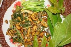 Dễ ngộ độc, tử vong nếu bảo quản sai nhộng tằm