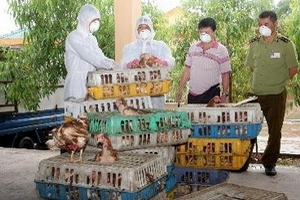Đẩy lùi kinh doanh gia cầm nhập khẩu trái phép