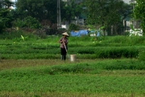 Rau thơm mơn mởn  “nhờ”… hóa chất độc hại