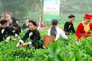 Festival Trà quốc tế lần hai tổ chức tại Thái Nguyên