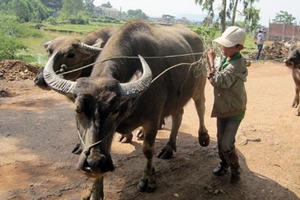 Những đứa trẻ mưu sinh ở chợ trâu