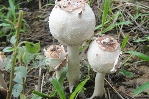 Tiềm ẩn nhiều nguy cơ ngộ độc nấm rừng ở Lai Châu