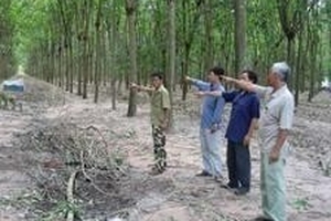 Mất đất vì thuê người trồng cao su?