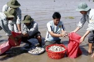 Mùa nghêu Trà vinh: Vẫn điệp khúc được mùa mất giá