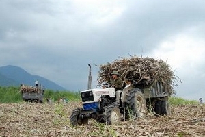 Hậu Giang: Bao tiêu hơn 10.000ha mía cho nông dân