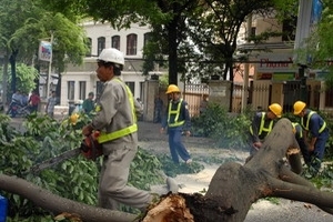 Cành cây cổ thụ rơi xuống đường, 2 người thoát chết