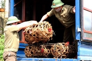 Chưa phát hiện cúm H7N9 từ mẫu gia cầm nhập lậu