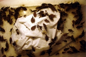 Bọ xít hút máu người phát tán tại 20 tỉnh ở Việt Nam