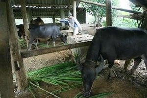 Hỗ trợ dân bị thu hồi đất cho dự án thủy điện Sơn La