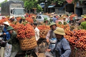 Vải thiều “xịn” ùn ùn  xuất sang Trung Quốc