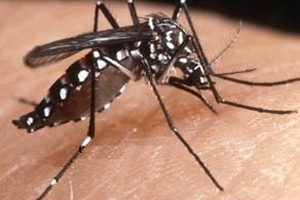 2,5 tỷ người sống trong vùng sốt xuất huyết