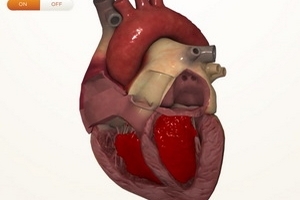 Những điều có thể nhiều người chưa biết về trái tim
