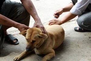 Yên Bái: Bùng phát bệnh dại tại huyện Văn Chấn