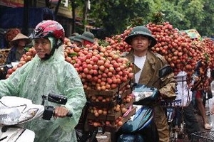 Vải thiều Bắc Giang được giá, nông dân phấn khởi