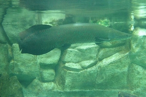 Kỳ công nuôi để làm cảnh “quái vật nước ngọt”