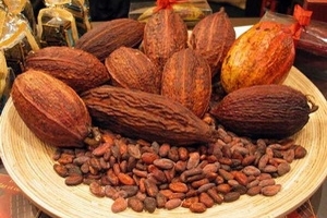 Giá cacao sẽ giảm xuống mức thấp nhất trong 2 tháng