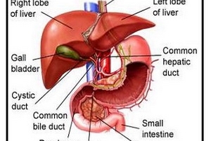 Singapore cùng Việt Nam hợp tác điều trị bệnh gan