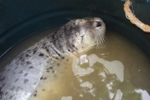 Ngư dân Đà Nẵng bắt được con hải cẩu quý hiếm