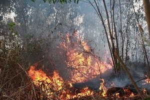 Dập tắt được vụ cháy rừng thực bì tại Bình Định