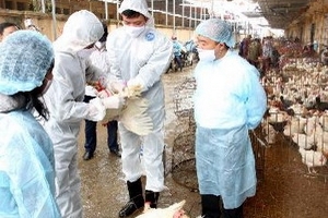 Nguy cơ bùng phát bệnh gia súc, gia cầm cuối năm