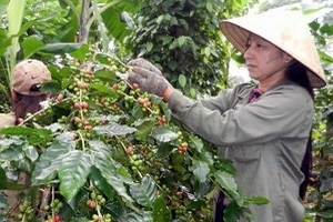 Nông dân Việt găm hàng, giá càphê robusta lại tăng