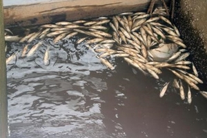 Cận cảnh cá chết trên đầm thủy sản Đình Vũ