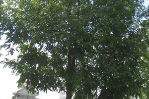 Thanh Hóa: Phát hiện xác thanh niên treo cổ tự tử trên cây