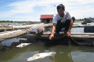 Tĩnh Gia, Thanh Hóa: Cá đặc sản chết trắng lồng chưa rõ nguyên nhân