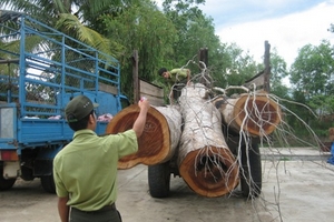 Gia Lai: Diện tích rừng giảm hơn 62.000ha chỉ trong 5 năm
