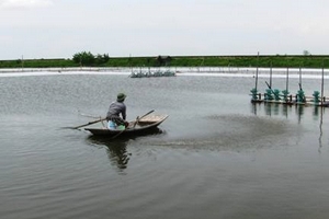 Ninh Bình: 20 tấn hóa chất chống dịch bệnh cho tôm