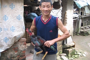 Chuyện chưa kể về người nuôi gà chọi số 1 đất Bắc: Những con “quái kê”