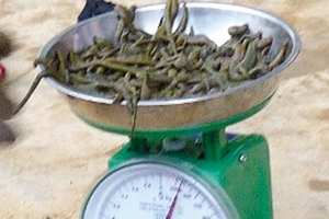 Bí ẩn nào sau “cơn sốt”… đỉa?