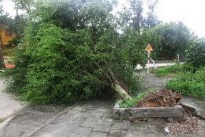 Lạng Sơn: Bão số 5 làm đổ cột tiếp sóng truyền hình