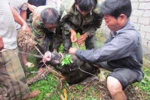 Nghệ An: Lợn rừng  xông vào nhà tấn công hai người bị thương nặng
