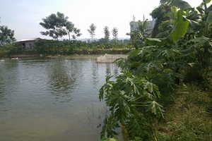 Nữ sinh viên nhẫn tâm ném con mới đẻ xuống ao ở Hà Nội