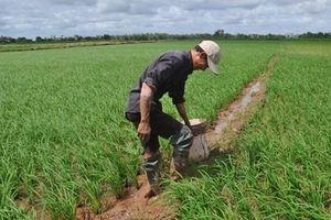 Cua đồng có đỉa nhiều bất thường: Nguồn gốc cua có đỉa vẫn là ẩn số