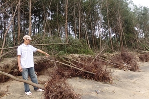 Thanh Hóa: Bão số 6 cuốn trôi 1,2ha rừng phòng hộ