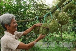 Xuất khẩu sầu riêng sang Mỹ: Cung không đủ cầu