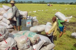 Mưa kéo dài, doanh nghiệp mua gạo tạm trữ lo lắng