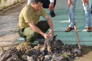 Gần 50 nghìn con gia cầm mắc virus bệnh cúm H5N1